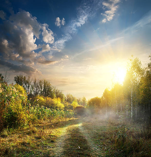 Fog in autumn wood Fog in autumn wood at the sunrise folliage stock pictures, royalty-free photos & images