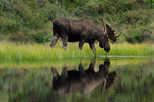 Bull Moose Bull Moose (Alces alces) wades into a kettlehole pond to feed on the aquatic grasses there. Denali National Park, Alaska. alces alces gigas stock pictures, royalty-free photos & images