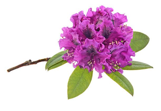 Rhododendron  isolated on white stock photo