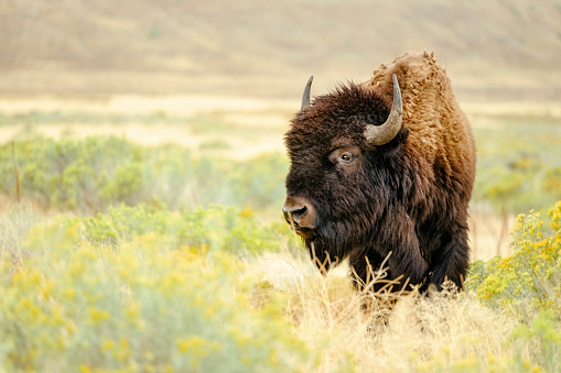 A North American Bison stands in the wild, looking into the distance.