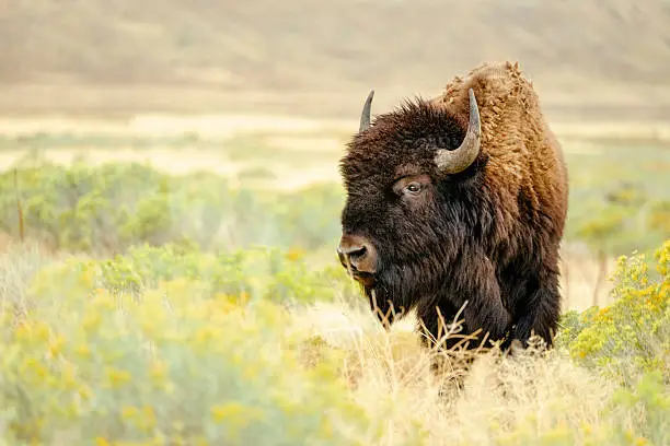 Photo of North American Bison