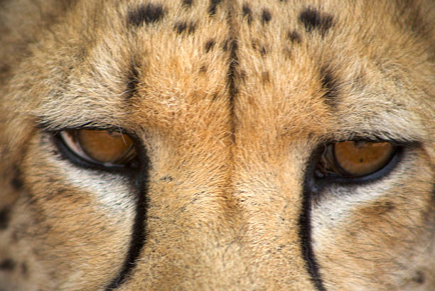 istock Cheetah, wild animal in Namibia 490431148
