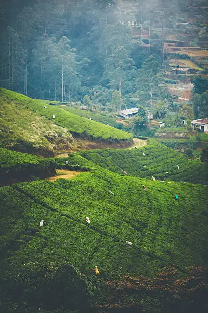 Landscape of tea pickers on green tea fields in SriLanka, Nuwara Eliya