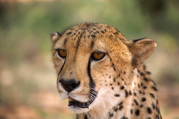 istock Cheetah, wild animal in Namibia 490431280