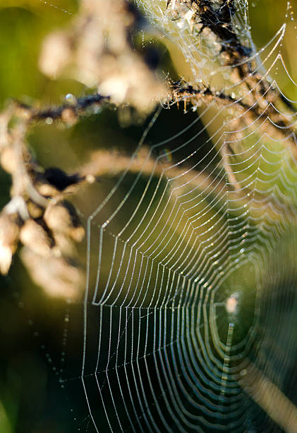 ragnatela di mattina presto tempo - spider web natural pattern dew drop foto e immagini stock