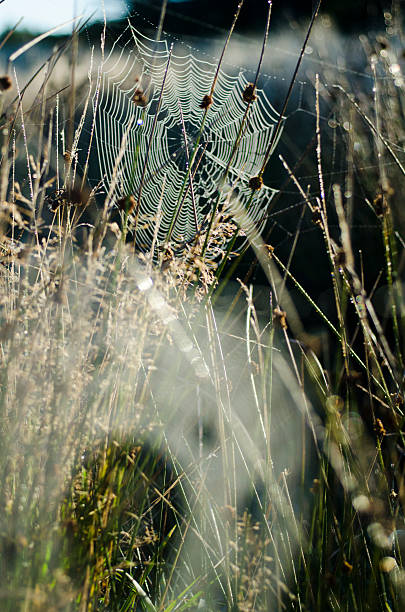 due ragno webs di mattina presto tempo - spider web natural pattern dew drop foto e immagini stock
