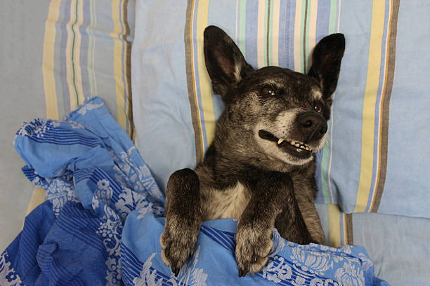 istock Grey shepherd dog in bed under the covers 490431976