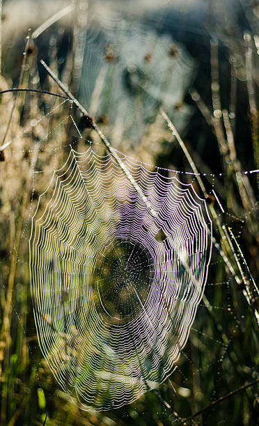 due ragno webs ombre mattina presto tempo - spider web natural pattern dew drop foto e immagini stock
