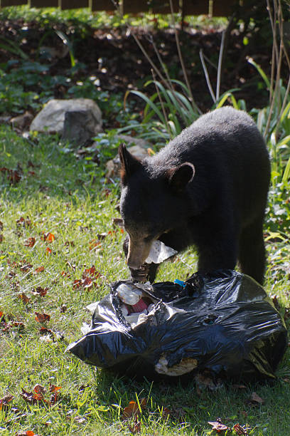 istock Black Bear Eats Paper Out of the Garbage 490432712