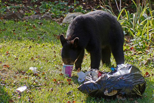 A black bear with its nose buried in a food container eats trash out of a residential garbage bag in summertime