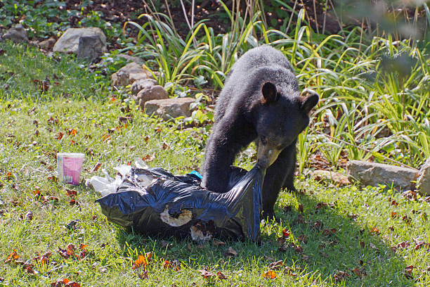 istock Black Bear Rips Into a Garbage Bag to Eat tTrash 490433118