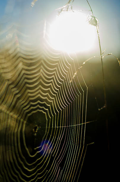 ragnatela di mattina presto tempo - spider web natural pattern dew drop foto e immagini stock