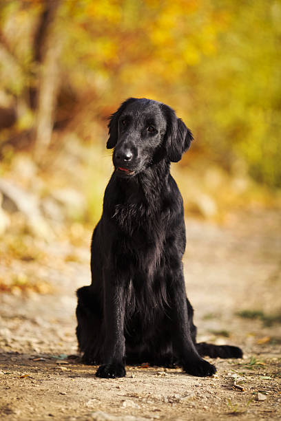 istock Shaggy black retriever 490433438