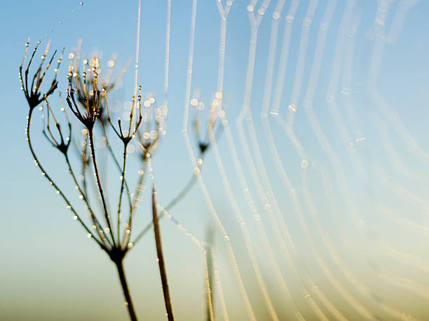 istock Spider web  with dew on in early morning time 490433520