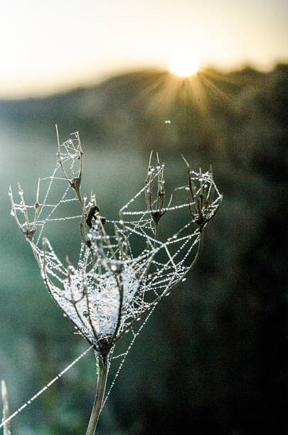 ragnatela di mattina presto tempo - spider web natural pattern dew drop foto e immagini stock