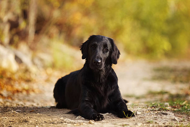 istock Black retriever lying on the ground 490433796