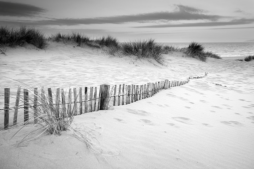 Landscape of grass in sand dunes at snrise with wooden fences under sand dunes in black and white