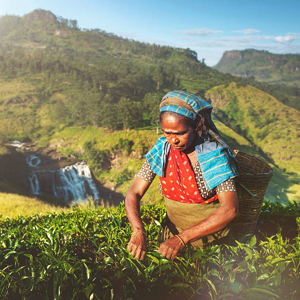 istock Indigenious Sri Lankan Tea Picker Agricultural Farm Concept 490434008