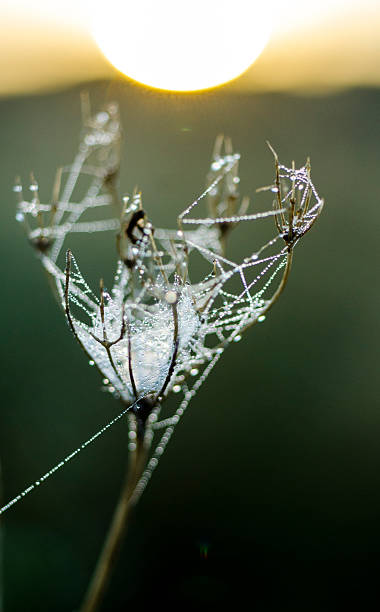 ragnatela di mattina presto tempo - spider web natural pattern dew drop foto e immagini stock