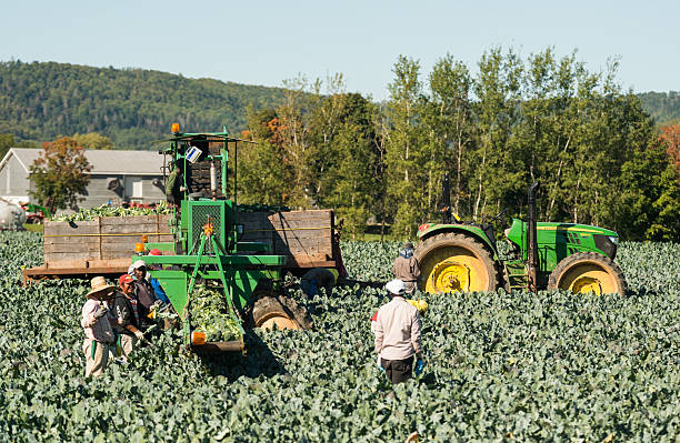 lavoratori raccolta broccoli - editorial horizontal farmer occupation foto e immagini stock