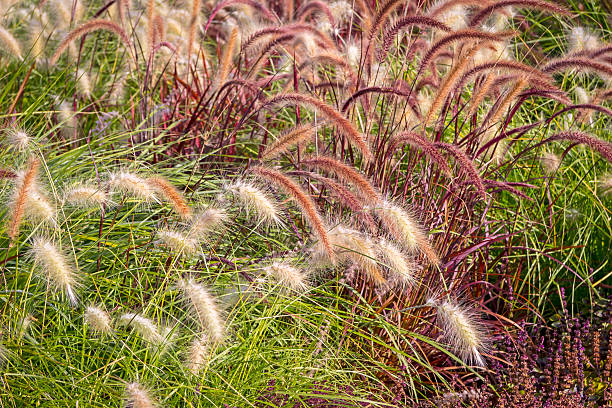 Different Ornamental Grasses Different ornamental grasses in the garden. ornamental grass stock pictures, royalty-free photos & images