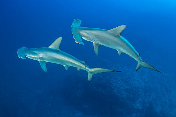 Scalloped Hammerhead Shark Scalloped Hammerhead Sharks in Redsea dorsal fin stock pictures, royalty-free photos & images