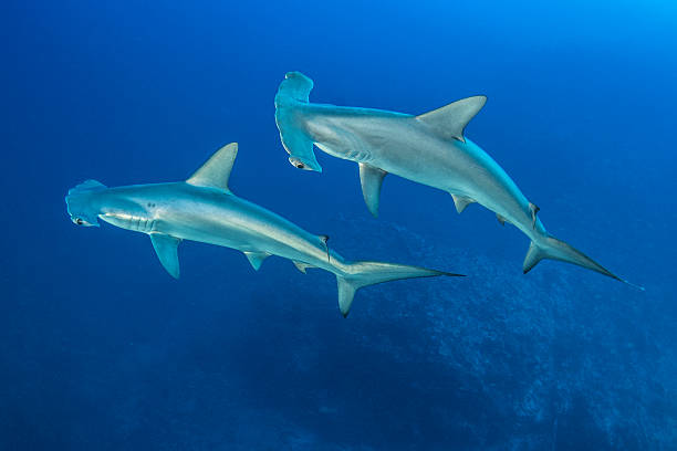 tubarão-martelo - synchronized swimming swimming sport symmetry imagens e fotografias de stock