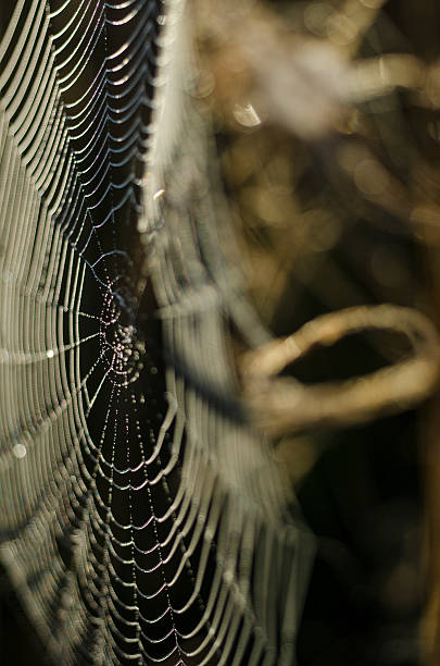 ragnatela di mattina presto tempo - spider web natural pattern dew drop foto e immagini stock