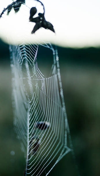 ragnatela di mattina presto tempo - spider web natural pattern dew drop foto e immagini stock