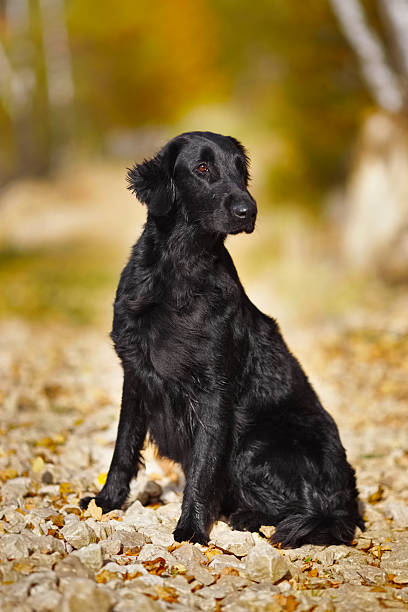 istock Wet retriever sits and looks into the distance 490434888
