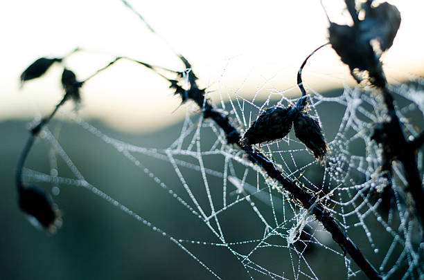 ragnatela di mattina presto tempo - spider web natural pattern dew drop foto e immagini stock