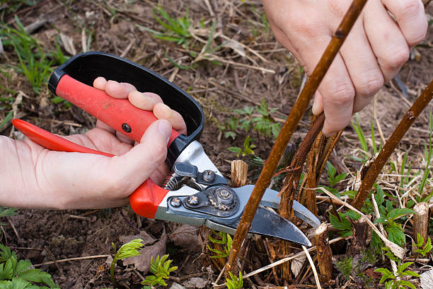 mains pruning secateurs, framboise avec vue - gardening vegetable garden action planting photos et images de collection