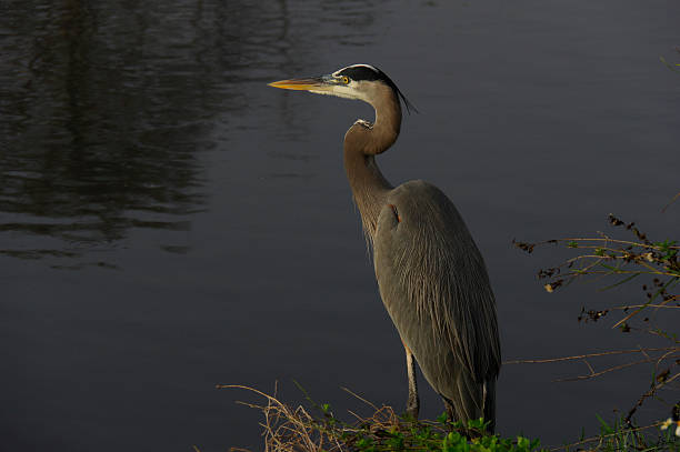 istock Great Blue Heron Fishing 490436178