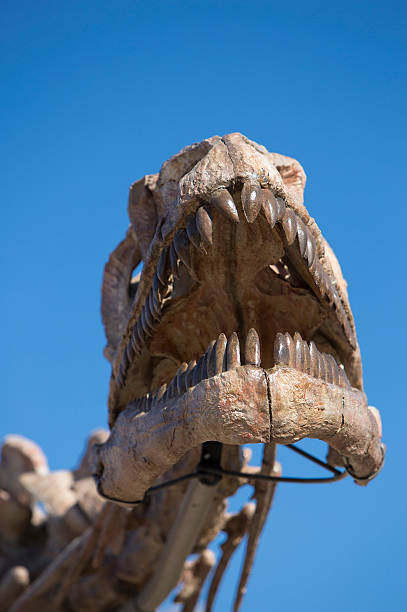 dinosaur tête crâne et ciel bleu, d'ischigualasto - dinosaur fossil tyrannosaurus rex animal skeleton photos et images de collection