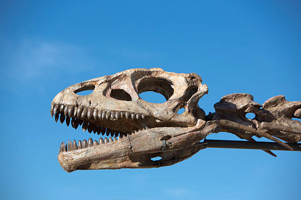 Ischigualasto, Argentina - December 7, 2014: Dinosaur's head skull with blue sky in Ischigualasto National Park, Argentina