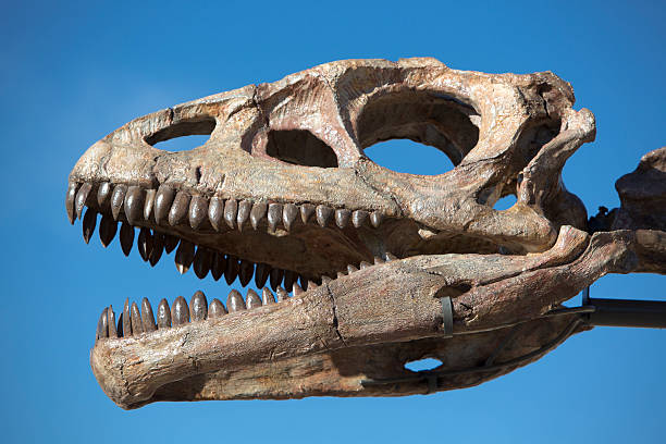 dinosaur tête crâne et ciel bleu, d'ischigualasto - dinosaur fossil tyrannosaurus rex animal skeleton photos et images de collection