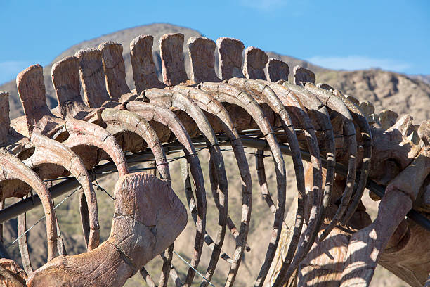 恐竜の頭のスカルと青い空、イスキグアラスト - animal teeth animal skull extinct animal bone ストックフォトと画像