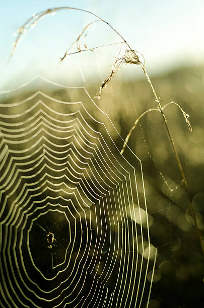 ragnatela di mattina presto tempo - spider web natural pattern dew drop foto e immagini stock