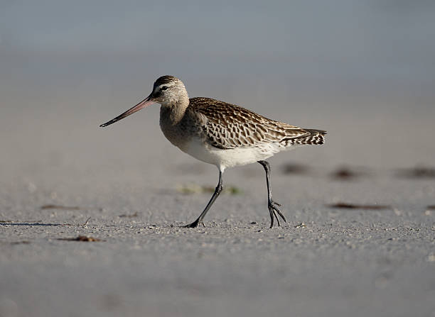 istock Black-tailed godwit, Limosa limosa 490436960
