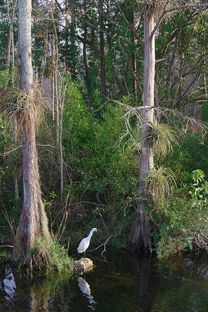 istock White Egret Fishing 490437004