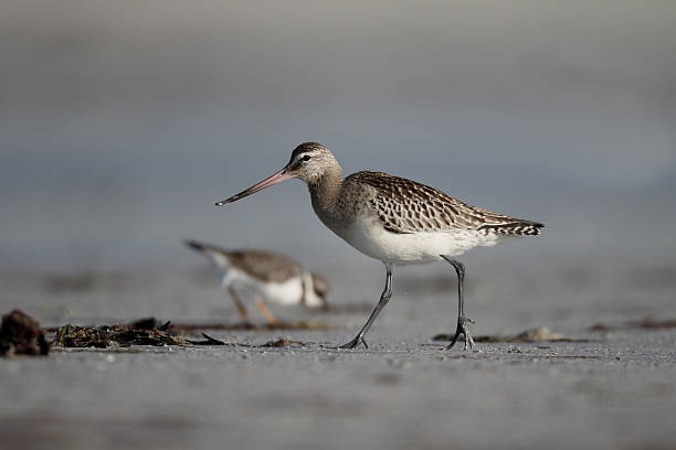 istock Black-tailed godwit, Limosa limosa 490437068