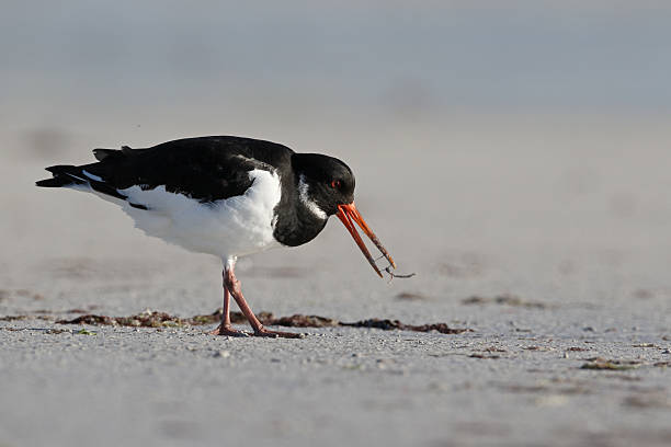 istock Oystercatcher, Haematopus ostralegus 490437448