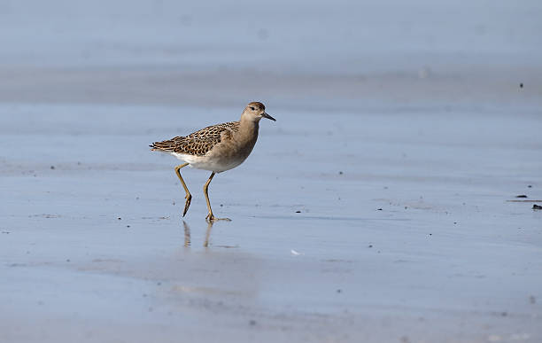 Ruff, Philomachus pugnax Ruff, Philomachus pugnax, single bird on beach, South Uist, Hebrides, September 2015 philomachus pugnax stock pictures, royalty-free photos & images