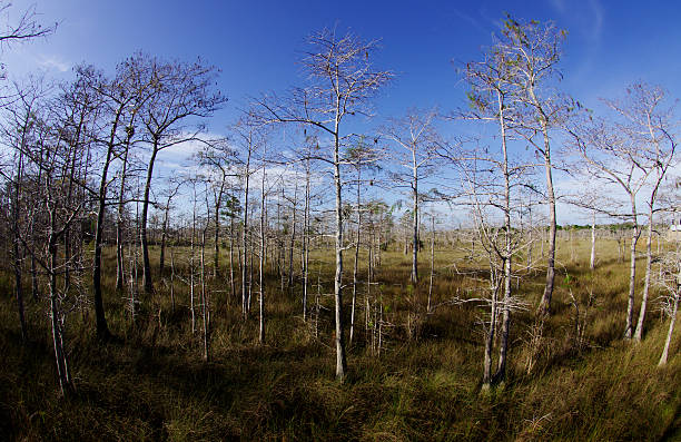 パノラマに広がるビッグサイプレス preservr 、フロリダ州 - big cypress swamp ストックフォトと画像