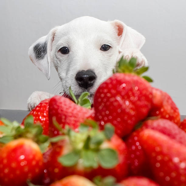 istock Parson Russell Terrier puppy and strawberries 490438828