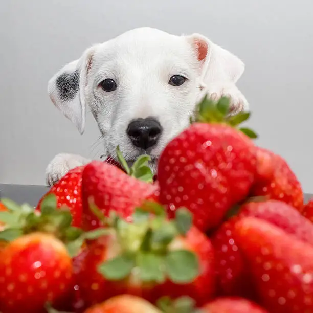 Photo of Parson Russell Terrier puppy and strawberries