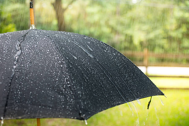 istock Rainy day. Raindrops falling on black umbrella outdoors. Spring, summer. 490439770