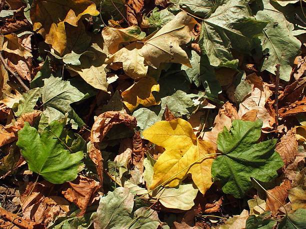 istock Top view of the maple fallen leaves 490439904