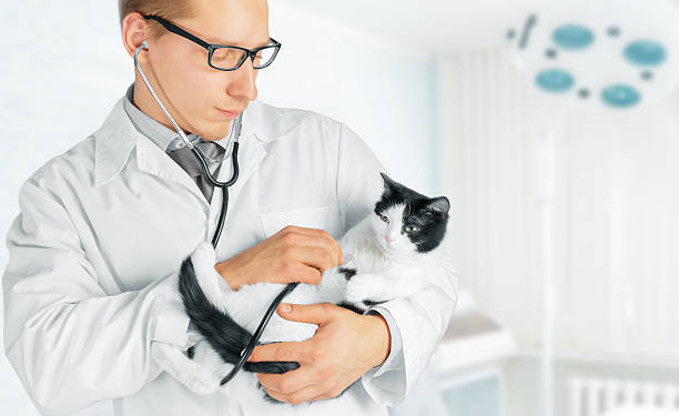 istock Veterinarian holds a feline 490450803