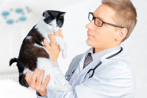 istock Veterinarian looks on a feline 490450805